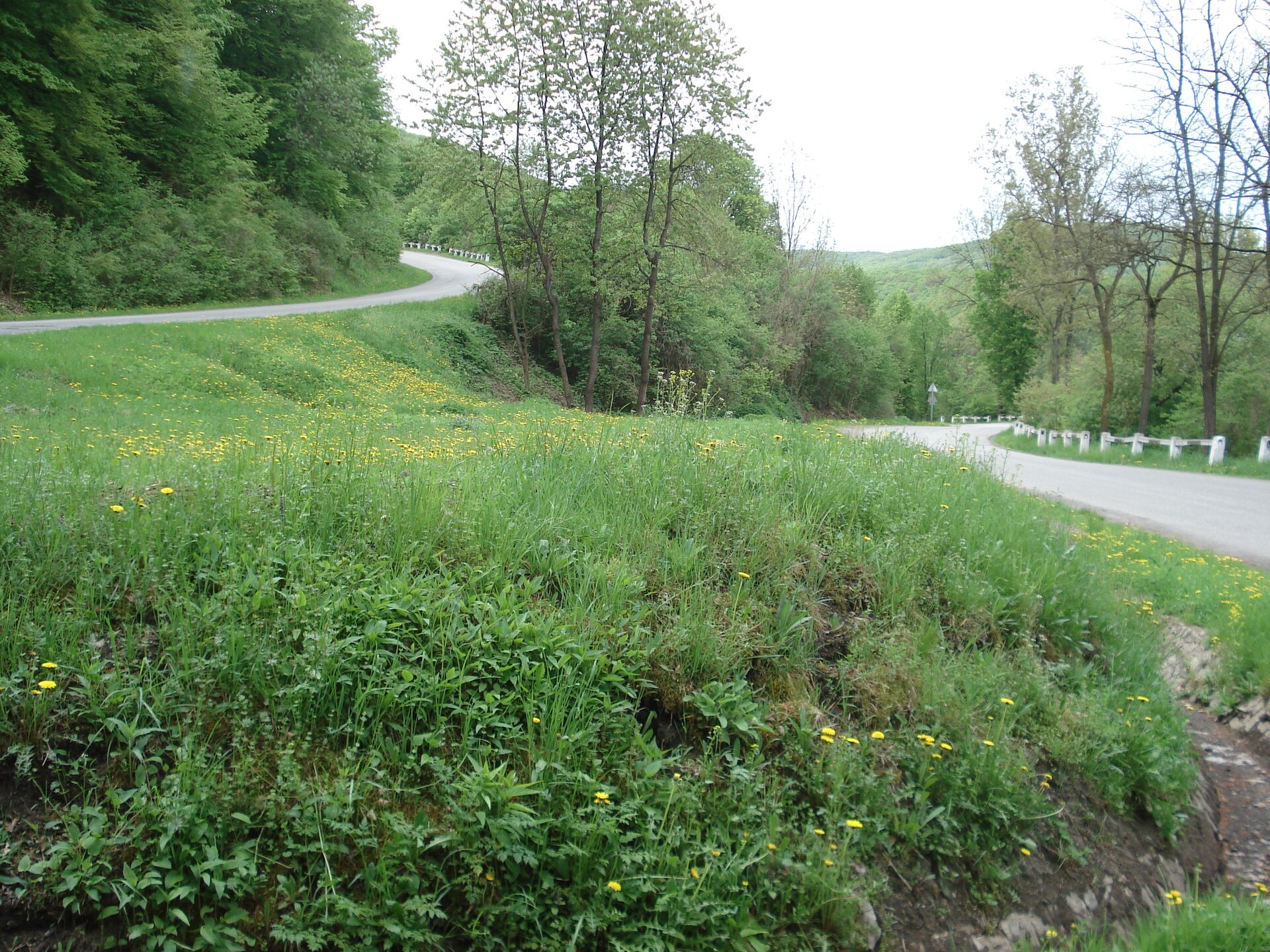 Route sinueuse bordée d’herbe et d’arbres qui serpente à travers une vallée verdoyante